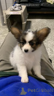 Photo №1. papillon - à vendre en ville de Dornbirn | 350€ | Annonce №170152