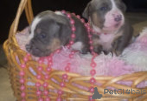 Photo №2 de l'annonce № 126891 de la vente american bully - acheter à Allemagne annonce privée