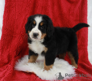 Photo №3. Chiots bouvier bernois de qualité supérieure à vendre. La finlande