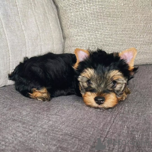 Photo №2 de l'annonce № 163016 de la vente yorkshire terrier - acheter à Allemagne annonce privée, de l'abri