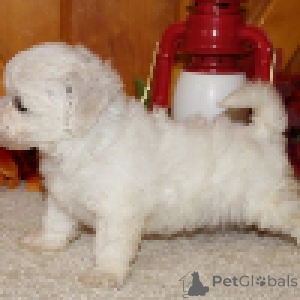 Photo №3. Chiots Bichon Frise. Belgique