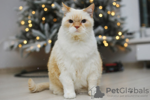 Photos supplémentaires: Le charmant chat blanc Donut est à la recherche d'un foyer et d'une famille