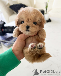 Photo №2 de l'annonce № 96190 de la vente maltipu - acheter à USA 