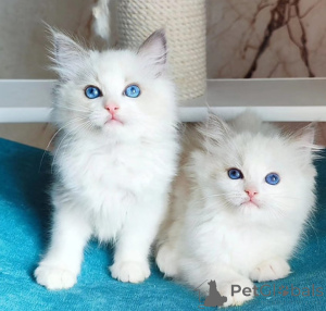 Photo №1. ragdoll - à vendre en ville de Porto | négocié | Annonce № 176999