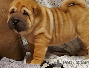 Photo №1. shar pei - à vendre en ville de Tbilissi | négocié | Annonce №174932