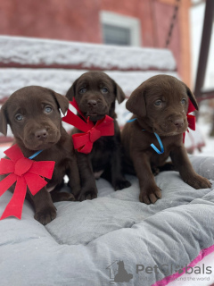 Photo №3. chiots labrador. Allemagne