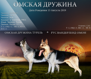 Photo №1. berger de l'est de l'europe - à vendre en ville de Omsk | 291€ | Annonce №5056