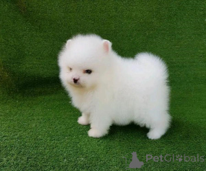 Photo №1. spitz nain - à vendre en ville de Munich | 350€ | Annonce №135149