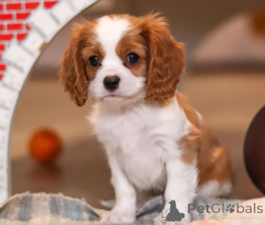 Photo №3. Chiots Cavalier King Charles spaniel gentils et en bonne santé. La finlande
