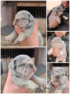 Photo №1. bouledogue - à vendre en ville de Zrenjanin | négocié | Annonce №78132