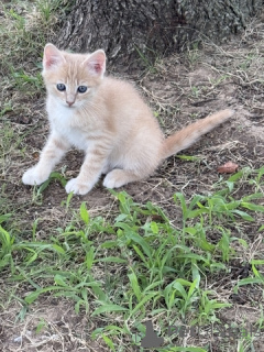 Photo №4. Je vais vendre maine coon en ville de 665 Site Colonia.  - prix - 64€