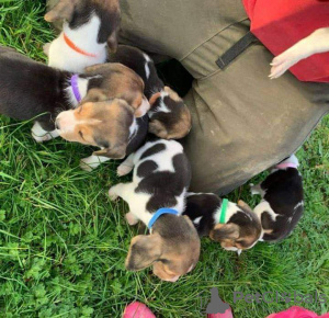 Photo №2 de l'annonce № 131276 de la vente  - acheter à Norvège 