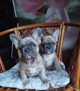 Photo №3. Bouledogue français.. Biélorussie
