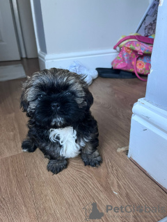 Photo №4. Je vais vendre shih tzu en ville de West Bromwich. annonce privée - prix - 852€