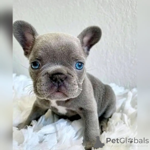 Photo №1. bouledogue - à vendre en ville de Paris | négocié | Annonce №138543