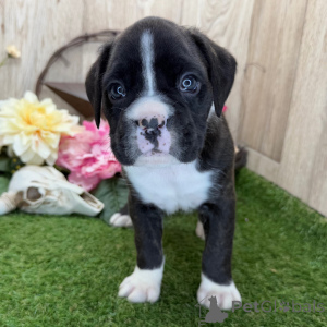 Photo №1. boxer - à vendre en ville de Berlin | 600€ | Annonce №135817