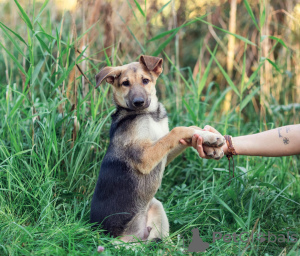 Photo №2 de l'annonce № 120298 de la vente chien bâtard - acheter à Fédération de Russie 