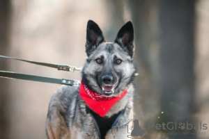 Photo №2 de l'annonce № 32793 de la vente chien bâtard - acheter à Fédération de Russie annonce privée