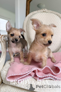 Photo №1. chien bâtard - à vendre en ville de Warrnambool | 691€ | Annonce №151220