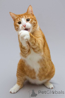 Photo №2 de l'annonce № 164498 de la vente  - acheter à Fédération de Russie de l'abri