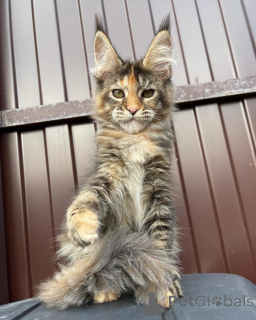 Photo №2 de l'annonce № 167776 de la vente maine coon - acheter à Allemagne annonce privée