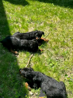 Photo №4. Je vais vendre  en ville de Colorado Springs. éleveur - prix - 1063€