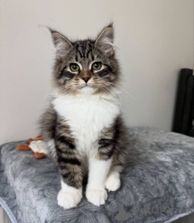 Photo №1. maine coon - à vendre en ville de Cologne | négocié | Annonce № 157495