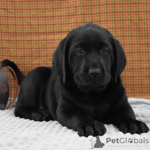 Photo №2 de l'annonce № 156358 de la vente labrador retriever - acheter à La Grande-Bretagne annonce privée
