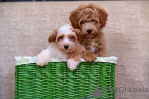 Photos supplémentaires: Chiots bichon havanais