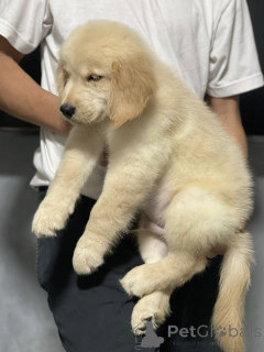 Photo №2 de l'annonce № 165302 de la vente golden retriever - acheter à France éleveur