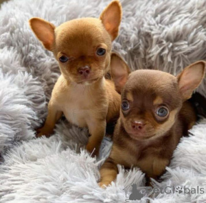 Photo №3. Chiots chihuahua disponibles!. USA