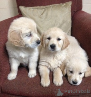 Photo №1. golden retriever - à vendre en ville de Effretikon | 250€ | Annonce №162595