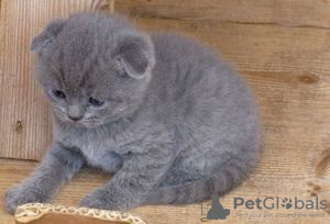 Photo №3. Chatons Scottish Fold mâles et femelles enregistrés pour réinstallation. La finlande