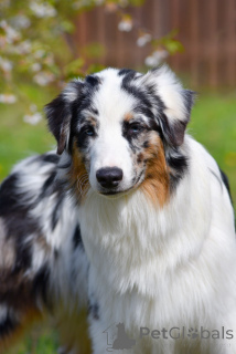 Photo №3. Chiot de berger australien. Biélorussie