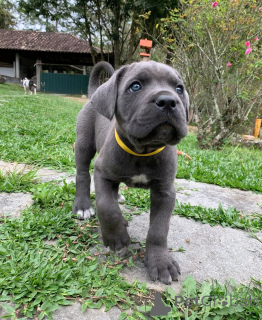 Photo №3. Rencontrez Apollon fort, noble et infiniment fidèle.. Allemagne