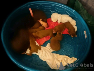 Photo №1. dobermann - à vendre en ville de Aarhus | 750€ | Annonce №173505