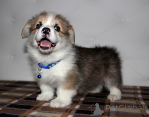 Photo №2 de l'annonce № 135453 de la vente welsh corgi - acheter à Fédération de Russie de la fourrière, éleveur