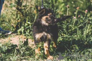 Photo №3. Je vais donner le chiot, fille. Fédération de Russie