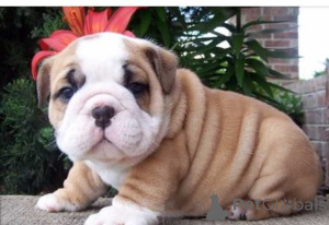 Photo №1. bulldog anglais - à vendre en ville de Belgrade | négocié | Annonce №172544
