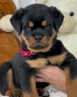 Photo №2 de l'annonce № 136394 de la vente rottweiler - acheter à Allemagne éleveur