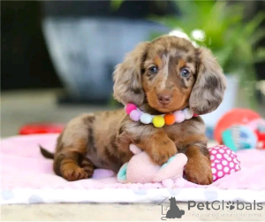 Photo №1. teckel - à vendre en ville de Berlin | 550€ | Annonce №164807