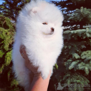 Photos supplémentaires: Chiots de Poméranie