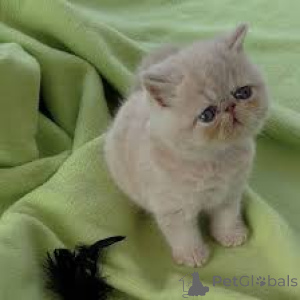 Photo №2 de l'annonce № 171562 de la vente exotic shorthair - acheter à La finlande annonce privée, éleveur