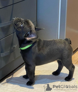 Photo №2 de l'annonce № 31232 de la vente bouledogue - acheter à Arabie Saoudite éleveur