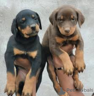 Photo №2 de l'annonce № 157200 de la vente dobermann - acheter à Allemagne annonce privée, éleveur