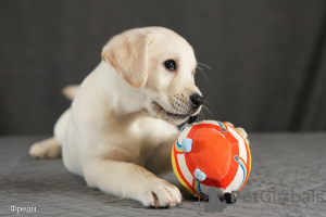 Photo №2 de l'annonce № 125866 de la vente labrador retriever - acheter à Fédération de Russie de la fourrière