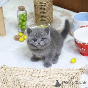 Photo №1. british shorthair - à vendre en ville de Borovlyany | 250€ | Annonce № 152785