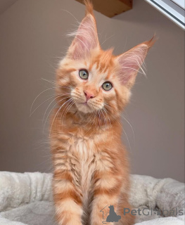 Photo №4. Je vais vendre maine coon en ville de Louisville. éleveur - prix - 1275€