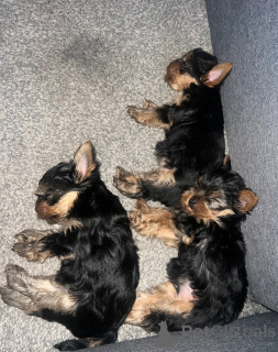 Photo №2 de l'annonce № 148409 de la vente yorkshire terrier - acheter à USA annonce privée