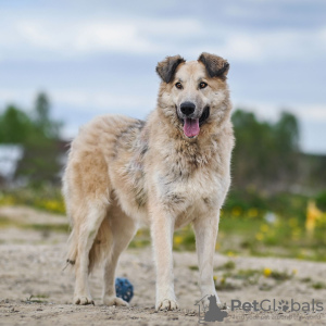 Photo №3. Georges est un chien délicat et affectueux. Vous cherchez une maison!. Fédération de Russie